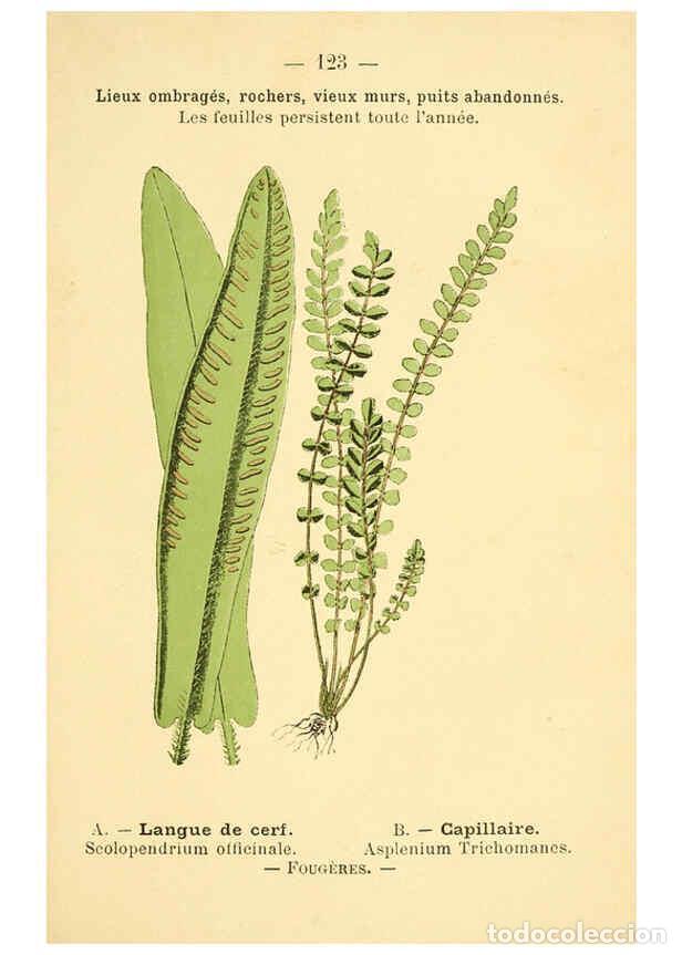 Collection Magazines and Newspapers: Reproducci&oacute;n/Reproduction 6022598248: Atlas de poche des plantes des champs, des prairies et des boi