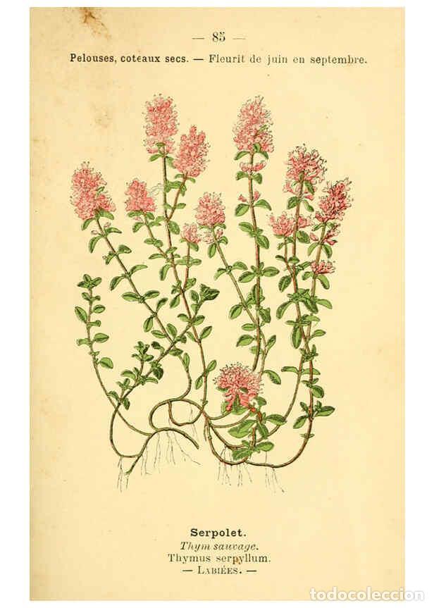 Collection Magazines and Newspapers: Reproducci&oacute;n/Reproduction 6022028751: Atlas de poche des plantes des champs, des prairies et des boi