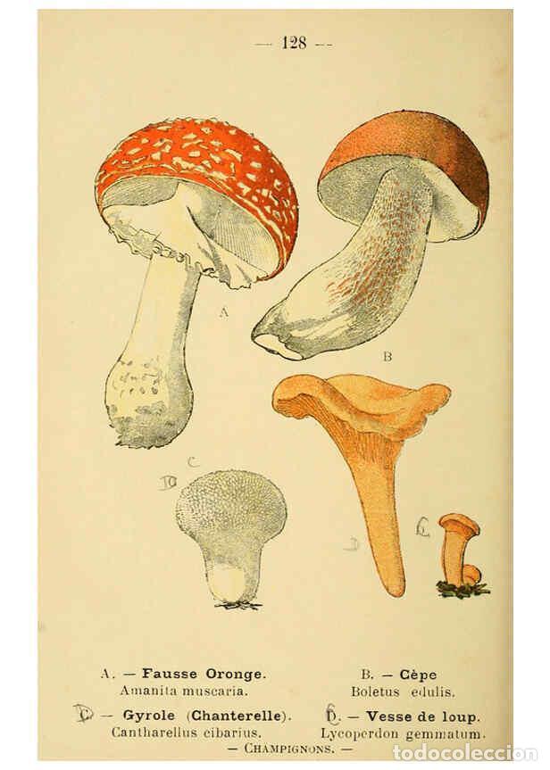 Collection Magazines and Newspapers: Reproducci&oacute;n/Reproduction 6022600192: Atlas de poche des plantes des champs, des prairies et des boi