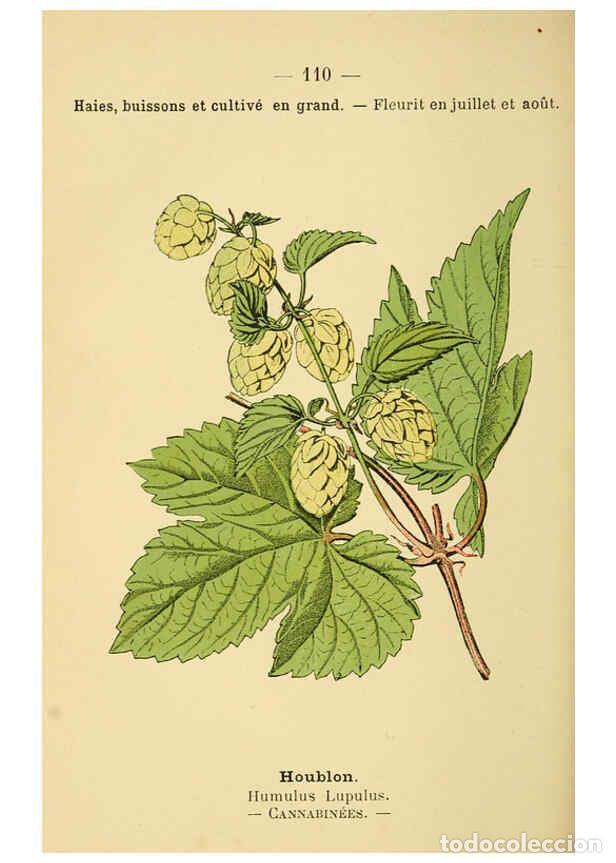 Collection Magazines and Newspapers: Reproducci&oacute;n/Reproduction 6022036657: Atlas de poche des plantes des champs, des prairies et des boi