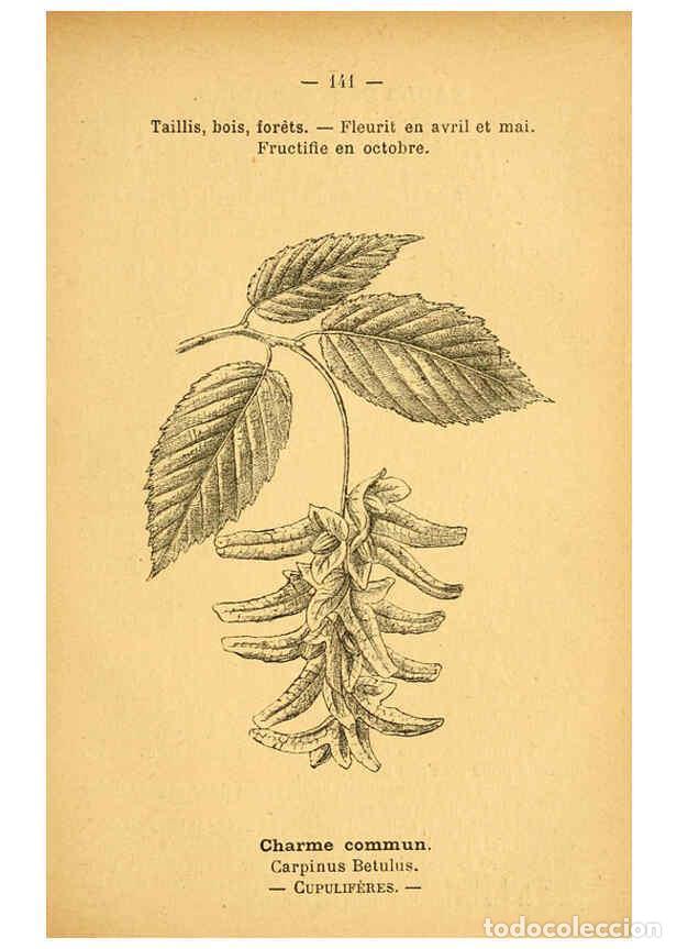 Collection Magazines and Newspapers: Reproducci&oacute;n/Reproduction 6022604962: Atlas de poche des plantes des champs, des prairies et des boi