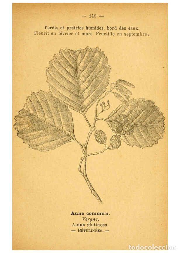 Collection Magazines and Newspapers: Reproducci&oacute;n/Reproduction 6022606616: Atlas de poche des plantes des champs, des prairies et des boi