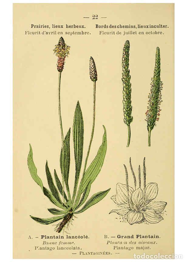 Collection Magazines and Newspapers: Reproducci&oacute;n/Reproduction 6021992875: Atlas de poche des plantes des champs, des prairies et des boi