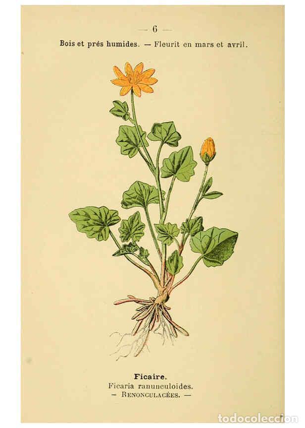 Collection Magazines and Newspapers: Reproducci&oacute;n/Reproduction 6022544276: Atlas de poche des plantes des champs, des prairies et des boi