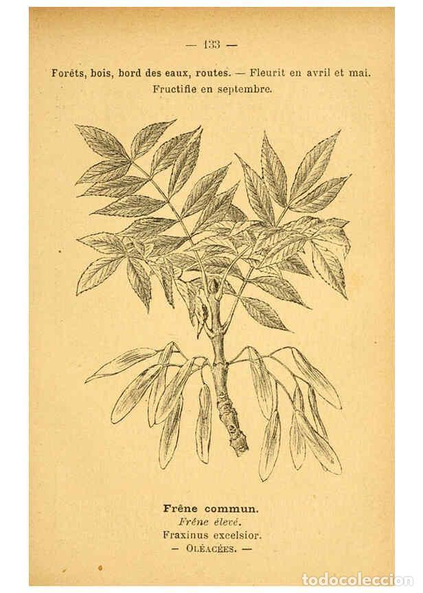 Collection Magazines and Newspapers: Reproducci&oacute;n/Reproduction 6022044447: Atlas de poche des plantes des champs, des prairies et des boi