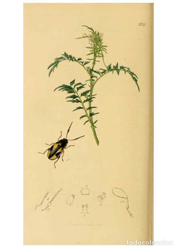 Collection Magazines and Newspapers: Reproducci&oacute;n/Reproduction 6022466730: British entomology. v.2 London,Printed for the author,1823-40