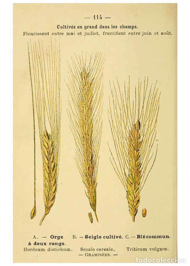 Collection Magazines and Newspapers: Reproducci&oacute;n/Reproduction 6022595024: Atlas de poche des plantes des champs, des prairies et des boi