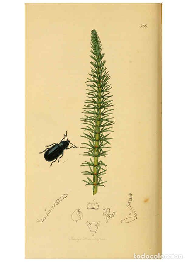 Collection Magazines and Newspapers: Reproducci&oacute;n/Reproduction 6022469104: British entomology. v.2 London,Printed for the author,1823-40