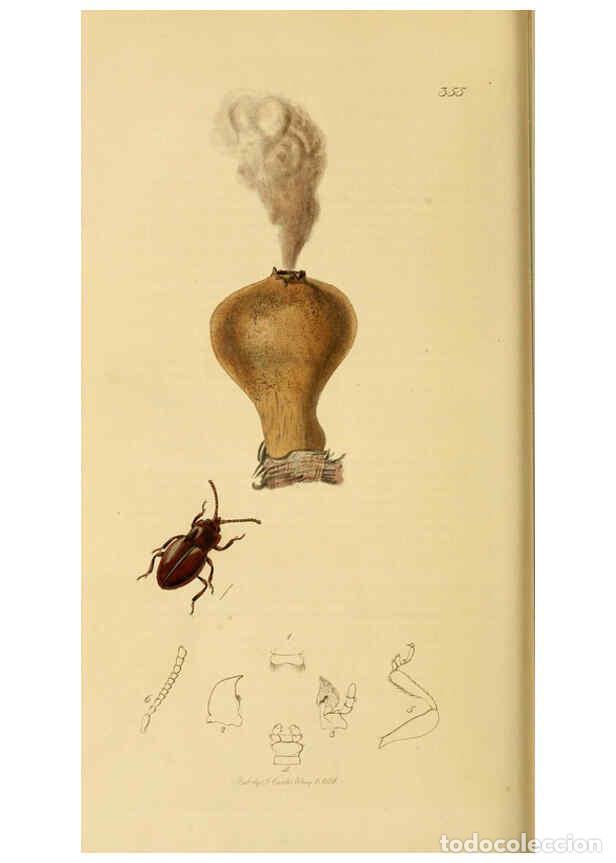 Collection Magazines and Newspapers: Reproducci&oacute;n/Reproduction 6021914257: British entomology. v.2 London,Printed for the author,1823-40