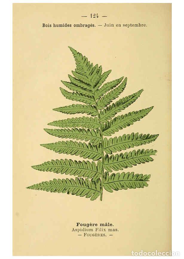 Collection Magazines and Newspapers: Reproducci&oacute;n/Reproduction 6022041265: Atlas de poche des plantes des champs, des prairies et des boi