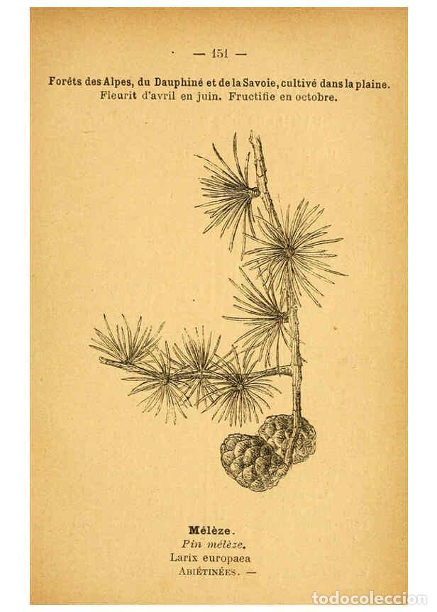 Collection Magazines and Newspapers: Reproducci&oacute;n/Reproduction 6022051331: Atlas de poche des plantes des champs, des prairies et des boi