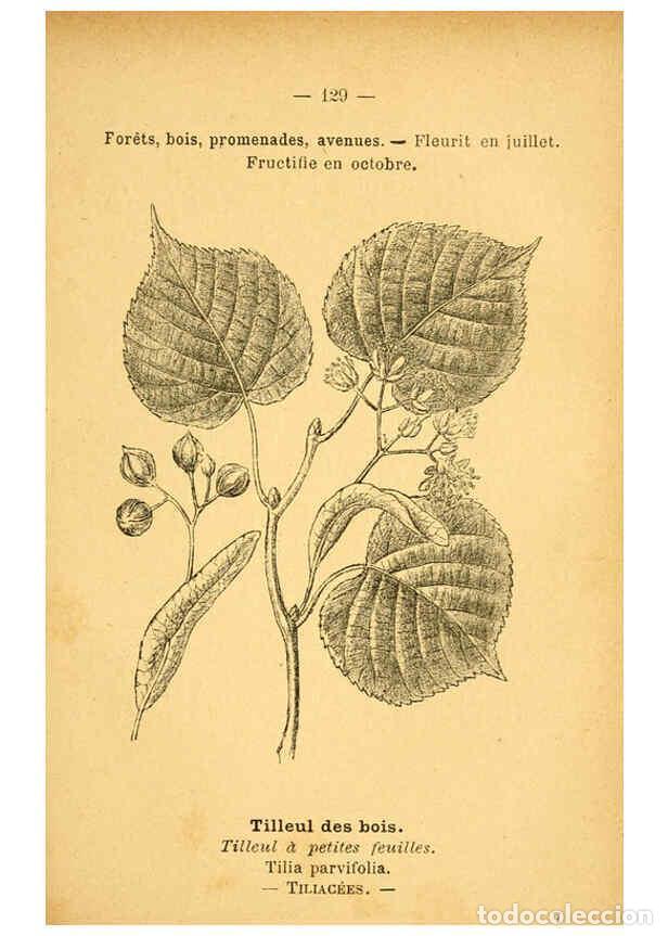 Collection Magazines and Newspapers: Reproducci&oacute;n/Reproduction 6022043177: Atlas de poche des plantes des champs, des prairies et des boi