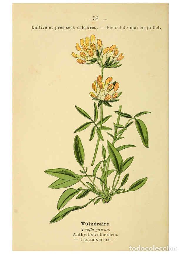 Collection Magazines and Newspapers: Reproducci&oacute;n/Reproduction 6022003865: Atlas de poche des plantes des champs, des prairies et des boi