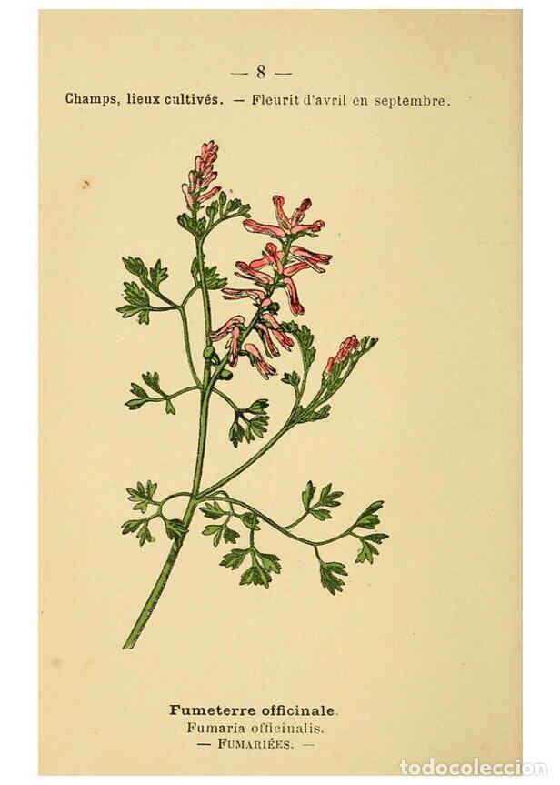 Collection Magazines and Newspapers: Reproducci&oacute;n/Reproduction 6022544894: Atlas de poche des plantes des champs, des prairies et des boi