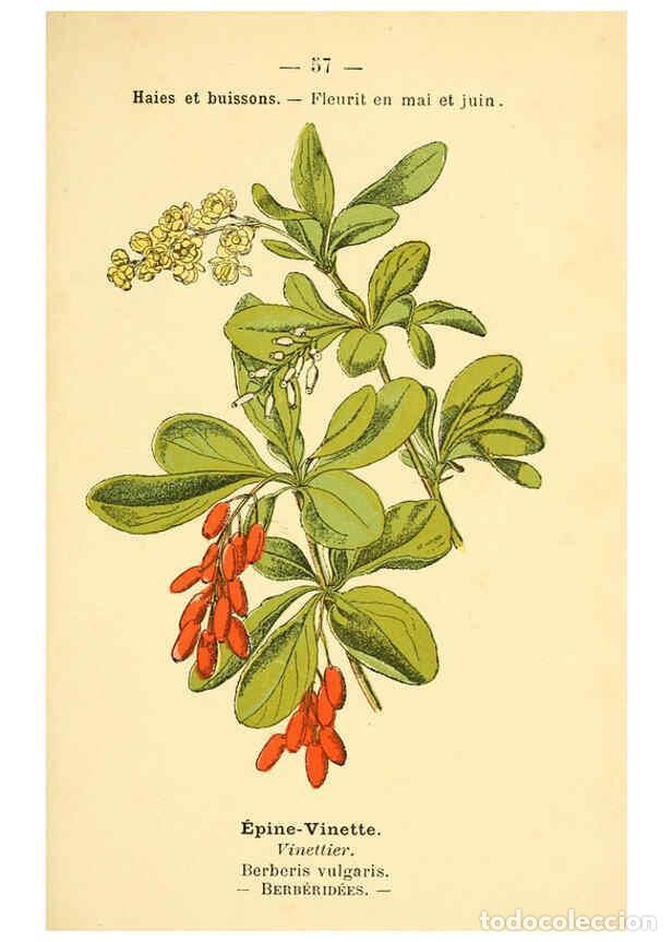 Collezionismo di Riviste e Giornali: Reproducci&oacute;n/Reproduction 6022562734: Atlas de poche des plantes des champs, des prairies et des boi