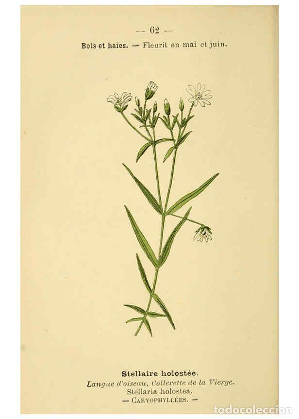 Collezionismo di Riviste e Giornali: Reproducci&oacute;n/Reproduction 6022564442: Atlas de poche des plantes des champs, des prairies et des boi