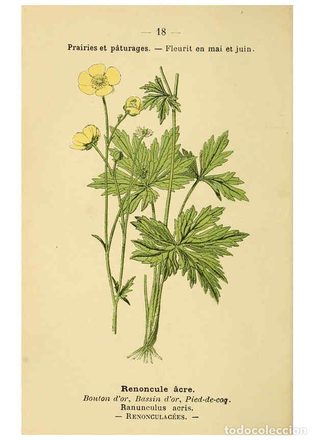Collezionismo di Riviste e Giornali: Reproducci&oacute;n/Reproduction 6022548380: Atlas de poche des plantes des champs, des prairies et des boi