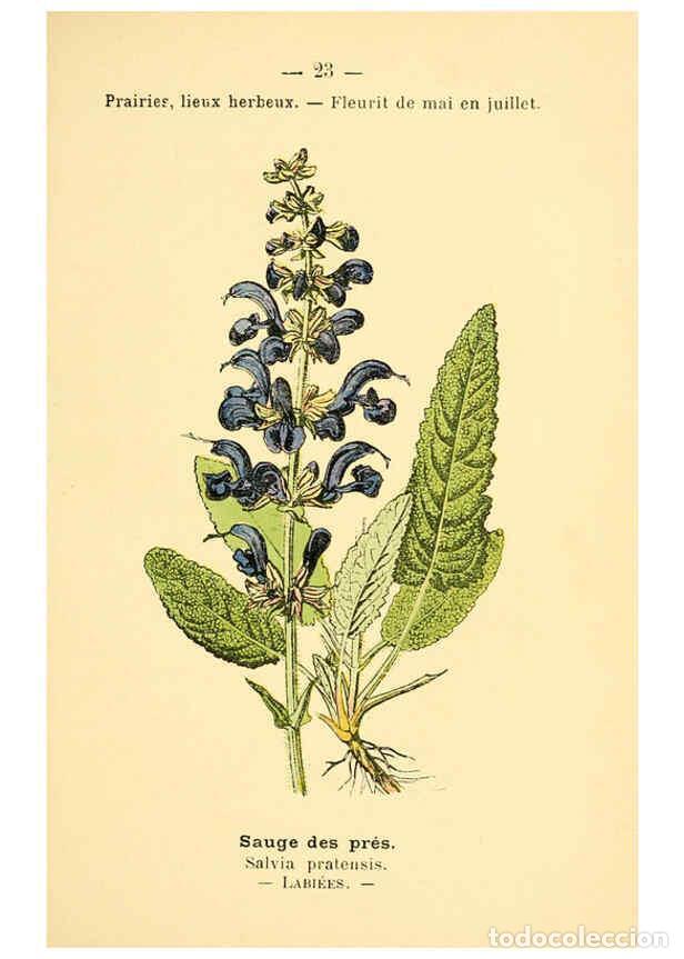 Collezionismo di Riviste e Giornali: Reproducci&oacute;n/Reproduction 6021993267: Atlas de poche des plantes des champs, des prairies et des boi