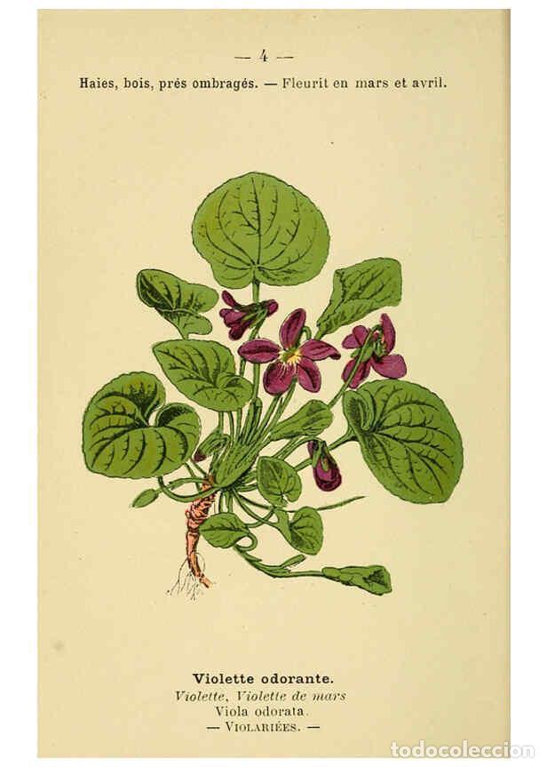 Collezionismo di Riviste e Giornali: Reproducci&oacute;n/Reproduction 6021986375: Atlas de poche des plantes des champs, des prairies et des boi