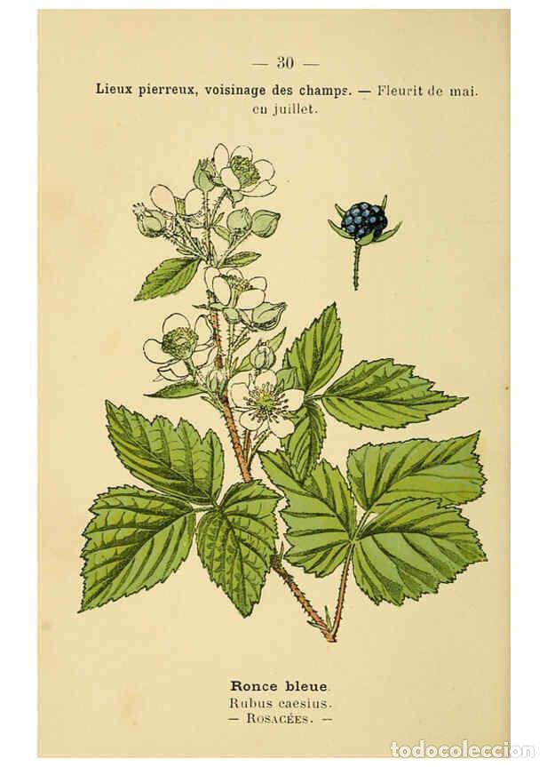 Collezionismo di Riviste e Giornali: Reproducci&oacute;n/Reproduction 6022552942: Atlas de poche des plantes des champs, des prairies et des boi