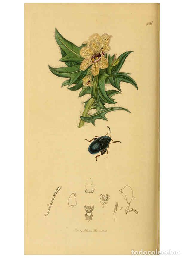 Collezionismo di Riviste e Giornali: Reproducci&oacute;n/Reproduction 6022467366: British entomology. v.2 London,Printed for the author,1823-40