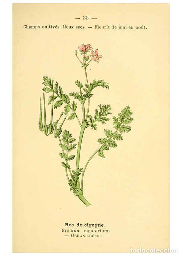 Collezionismo di Riviste e Giornali: Reproducci&oacute;n/Reproduction 6021998021: Atlas de poche des plantes des champs, des prairies et des boi