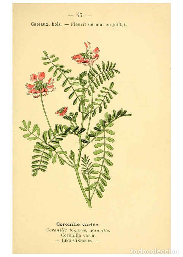 Collezionismo di Riviste e Giornali: Reproducci&oacute;n/Reproduction 6022001599: Atlas de poche des plantes des champs, des prairies et des boi