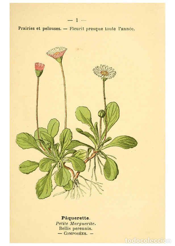 Collezionismo di Riviste e Giornali: Reproducci&oacute;n/Reproduction 6022542124: Atlas de poche des plantes des champs, des prairies et des boi