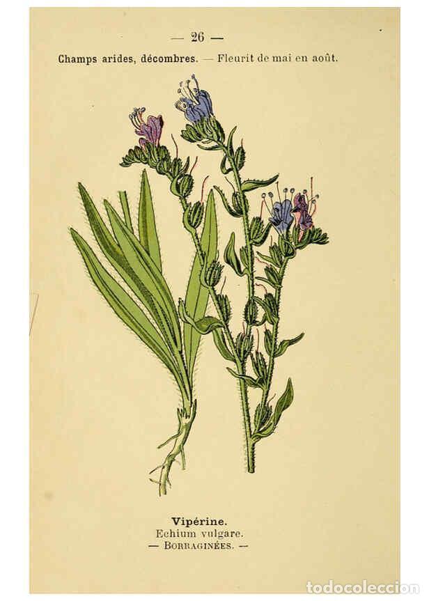 Collezionismo di Riviste e Giornali: Reproducci&oacute;n/Reproduction 6021994455: Atlas de poche des plantes des champs, des prairies et des boi