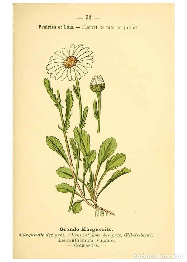 Collezionismo di Riviste e Giornali: Reproducci&oacute;n/Reproduction 6022561176: Atlas de poche des plantes des champs, des prairies et des boi