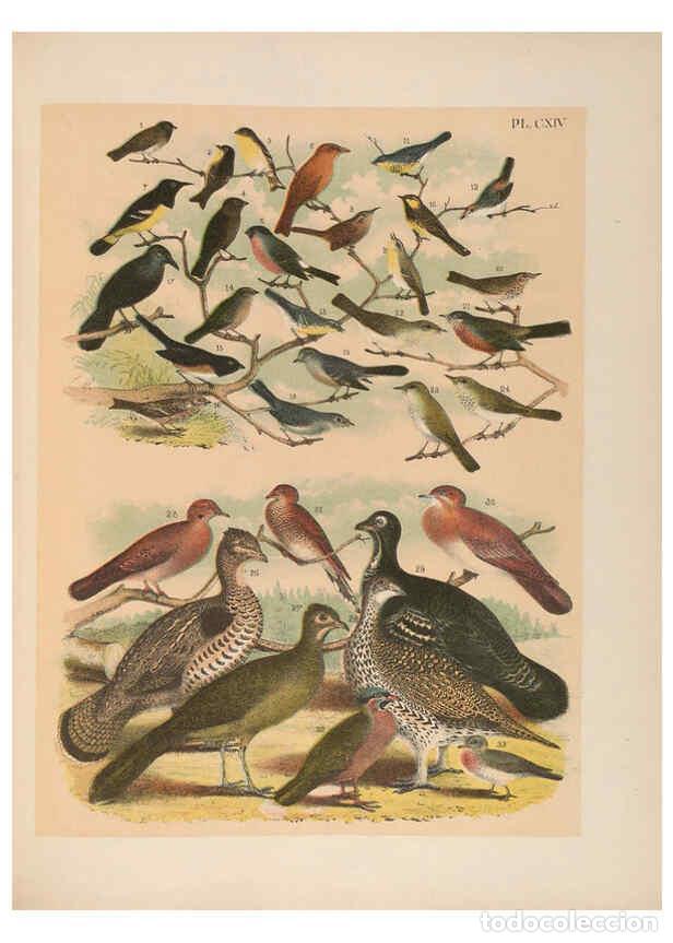 Collezionismo di Riviste e Giornali: Reproducci&oacute;n/Reproduction 6022724562: The birds of North America New York :Published under the auspi
