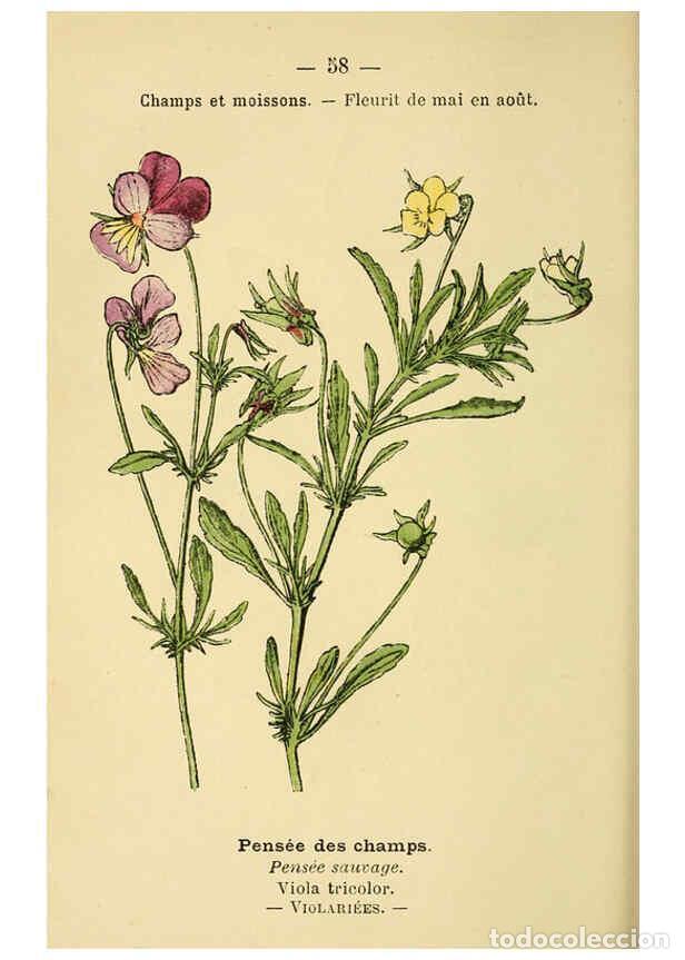 Collezionismo di Riviste e Giornali: Reproducci&oacute;n/Reproduction 6022006057: Atlas de poche des plantes des champs, des prairies et des boi