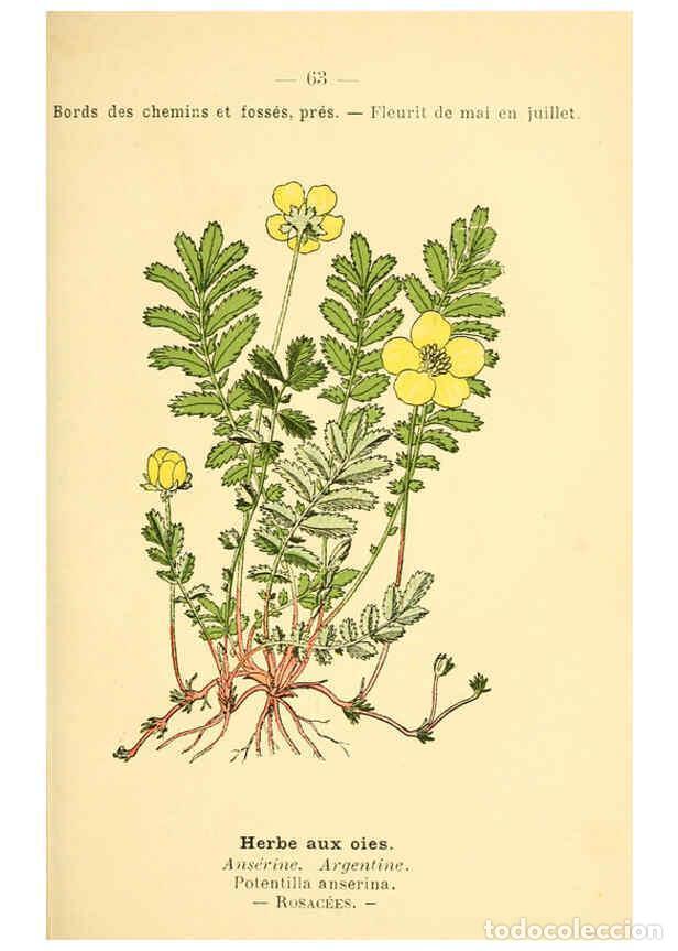 Collezionismo di Riviste e Giornali: Reproducci&oacute;n/Reproduction 6022007891: Atlas de poche des plantes des champs, des prairies et des boi
