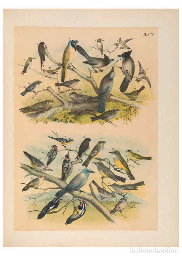 Collezionismo di Riviste e Giornali: Reproducci&oacute;n/Reproduction 6022162733: The birds of North America New York :Published under the auspi