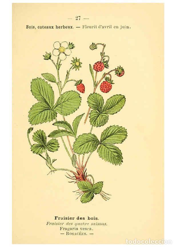 Collezionismo di Riviste e Giornali: Reproducci&oacute;n/Reproduction 6021994931: Atlas de poche des plantes des champs, des prairies et des boi