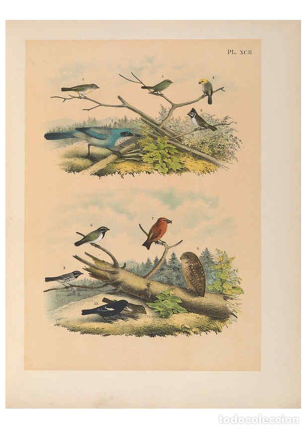 Collezionismo di Riviste e Giornali: Reproducci&oacute;n/Reproduction 6022156717: The birds of North America New York :Published under the auspi