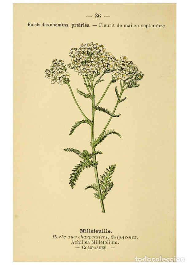 Collezionismo di Riviste e Giornali: Reproducci&oacute;n/Reproduction 6021998309: Atlas de poche des plantes des champs, des prairies et des boi