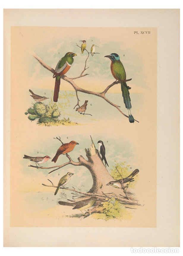 Collezionismo di Riviste e Giornali: Reproducci&oacute;n/Reproduction 6022158797: The birds of North America New York :Published under the auspi