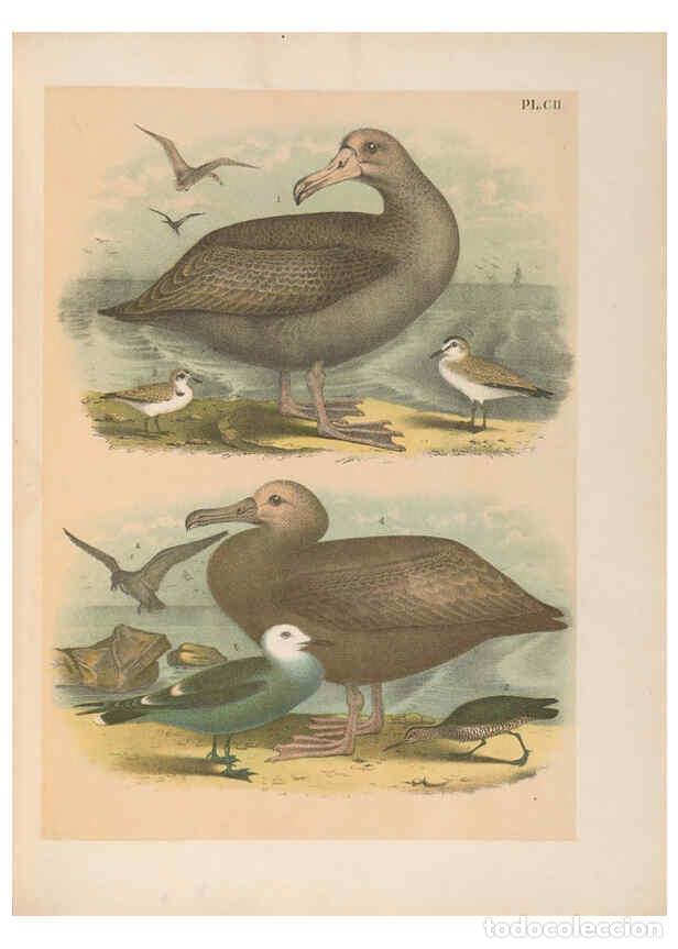 Collezionismo di Riviste e Giornali: Reproducci&oacute;n/Reproduction 6022161307: The birds of North America New York :Published under the auspi