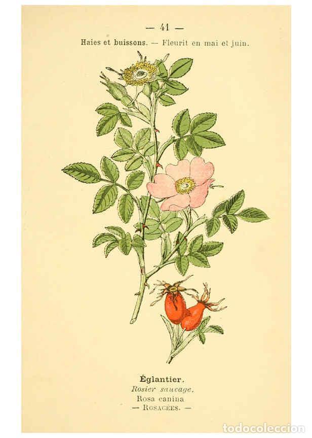 Collezionismo di Riviste e Giornali: Reproducci&oacute;n/Reproduction 6022557098: Atlas de poche des plantes des champs, des prairies et des boi