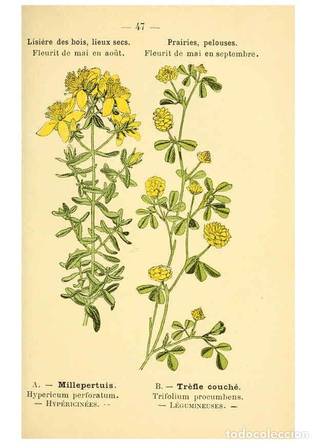 Collezionismo di Riviste e Giornali: Reproducci&oacute;n/Reproduction 6022559134: Atlas de poche des plantes des champs, des prairies et des boi