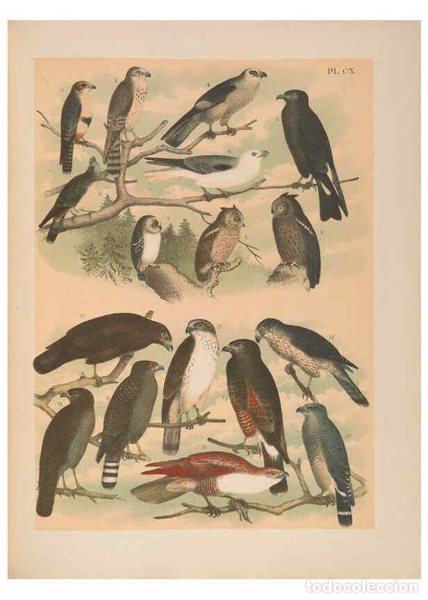 Collezionismo di Riviste e Giornali: Reproducci&oacute;n/Reproduction 6022165015: The birds of North America New York :Published under the auspi