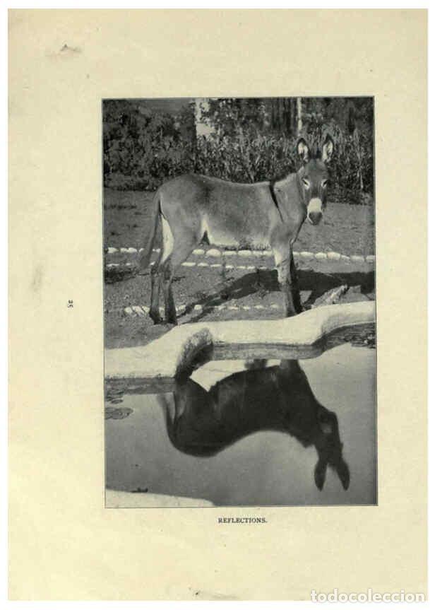 Collezionismo di Riviste e Giornali: Reproducci&oacute;n/Reproduction 6025806760: The Burro book Pueblo, Colo. :S.M. McCandless,c1900 - S. M. Mc