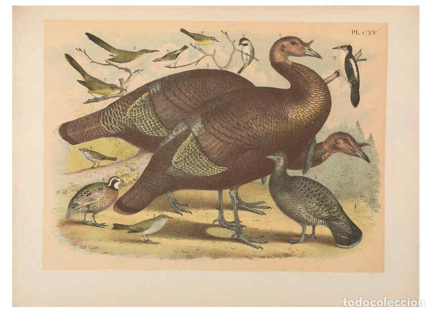 Collezionismo di Riviste e Giornali: Reproducci&oacute;n/Reproduction 6022167529: The birds of North America New York :Published under the auspi