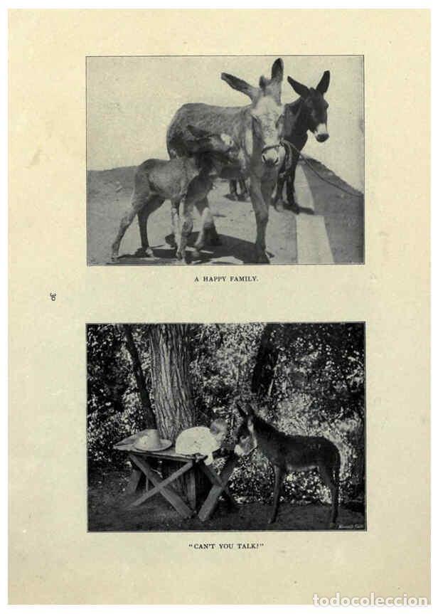 Collezionismo di Riviste e Giornali: Reproducci&oacute;n/Reproduction 6025807764: The Burro book Pueblo, Colo. :S.M. McCandless,c1900 - S. M. Mc