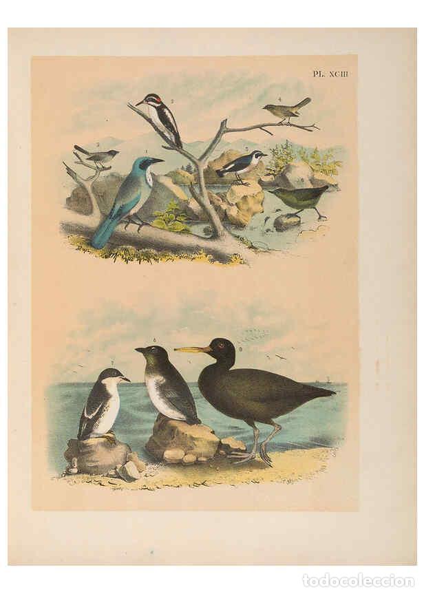 Collezionismo di Riviste e Giornali: Reproducci&oacute;n/Reproduction 6022714134: The birds of North America New York :Published under the auspi