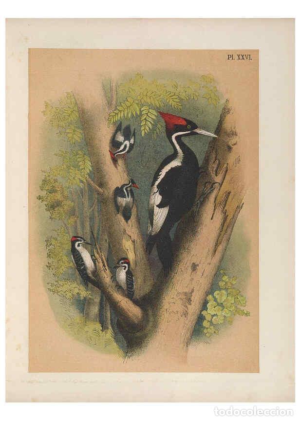 Collezionismo di Riviste e Giornali: Reproducci&oacute;n/Reproduction 6022688868: The birds of North America New York :Published under the auspi