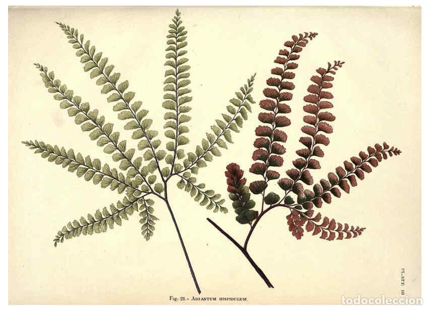 Collezionismo di Riviste e Giornali: Reproducci&oacute;n/Reproduction 6025784354: Album of Indian ferns London :W. Day, 1887 - C.E. Baynes