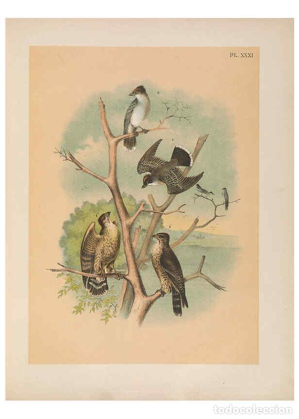 Collezionismo di Riviste e Giornali: Reproducci&oacute;n/Reproduction 6022690698: The birds of North America New York :Published under the auspi