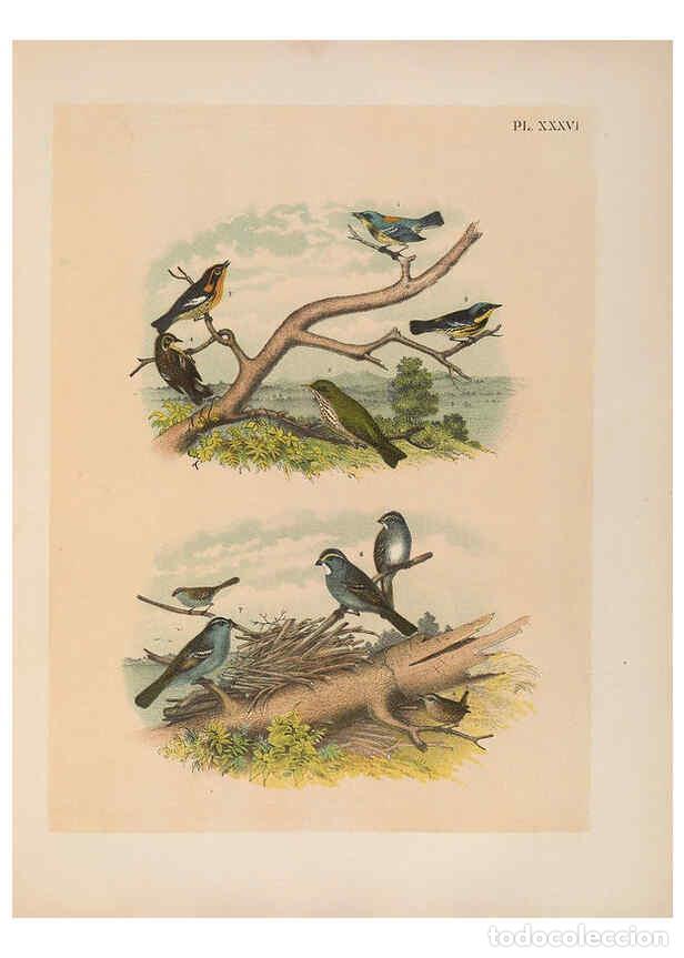 Collezionismo di Riviste e Giornali: Reproducci&oacute;n/Reproduction 6022135625: The birds of North America New York :Published under the auspi
